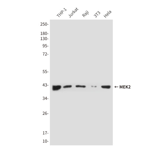 Rabbit IgG (5B2) Mouse Monoclonal Antibody