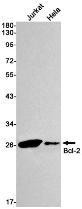 Bcl2 Rabbit Monoclonal Antibody