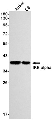IKB alpha Rabbit Monoclonal Antibody