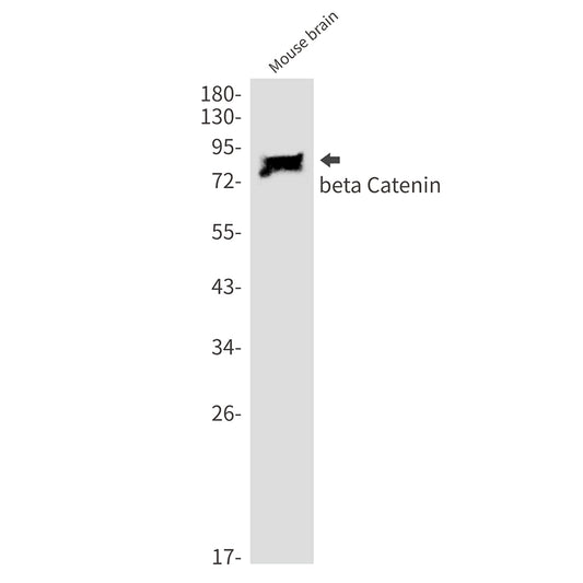 beta Catenin Rabbit Monoclonal Antibody
