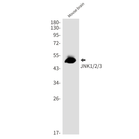 JNK Rabbit Monoclonal Antibody