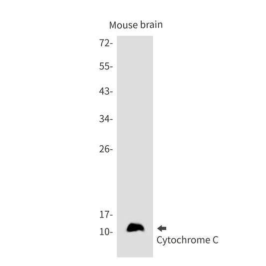 Cytochrome C Rabbit Monoclonal Antibody