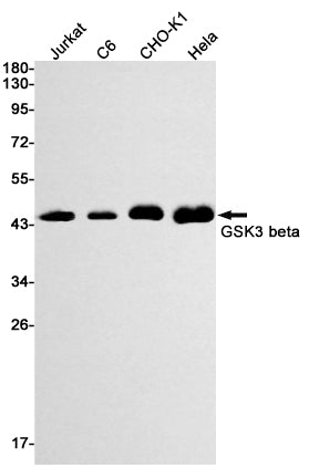 GSK3 beta Rabbit Monoclonal Antibody