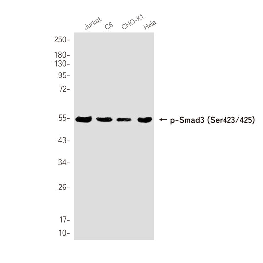 Phospho-Smad3 (Ser423/425) Rabbit Monoclonal Antibody