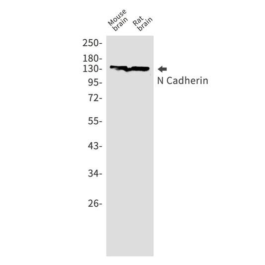 N Cadherin Rabbit Monoclonal Antibody