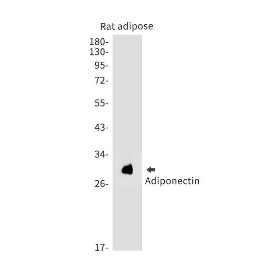 Adiponectin Rabbit Monoclonal Antibody