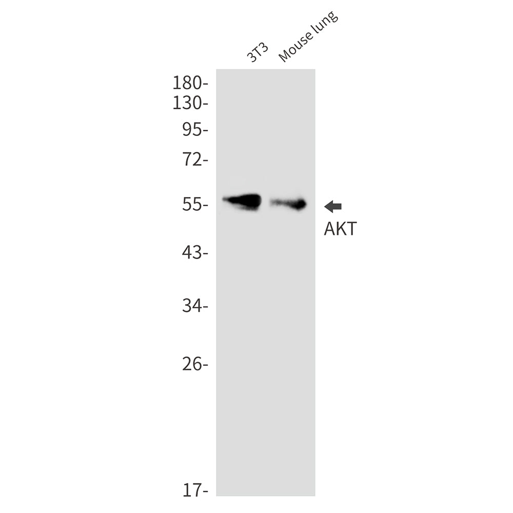 AKT Rabbit Monoclonal Antibody