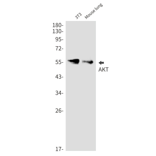 AKT Rabbit Monoclonal Antibody