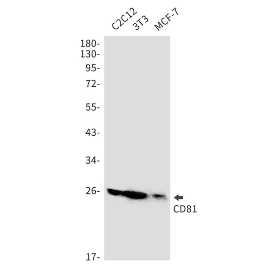 CD81 Rabbit Monoclonal Antibody