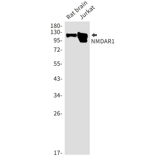 NMDAR1 Rabbit Monoclonal Antibody