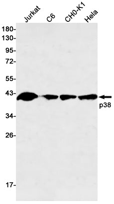 p38 Rabbit Monoclonal Antibody
