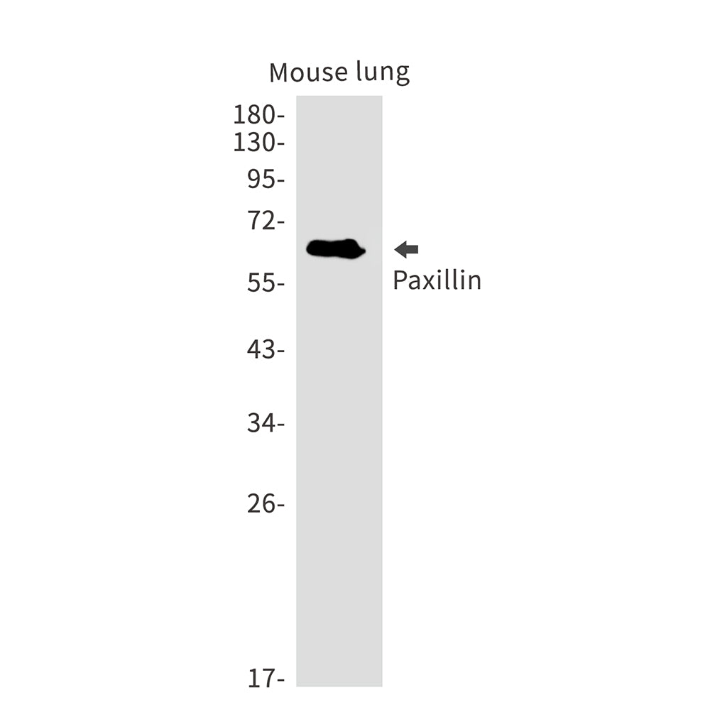 Paxillin Rabbit Monoclonal Antibody