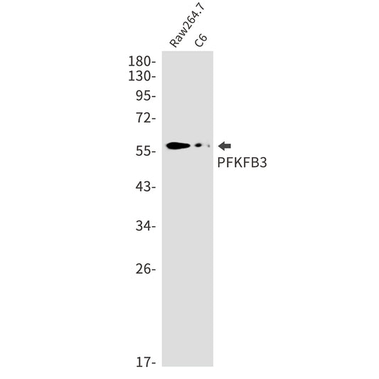 PFKFB3 Rabbit Monoclonal Antibody