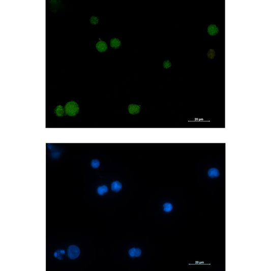 Rad51 Rabbit Monoclonal Antibody