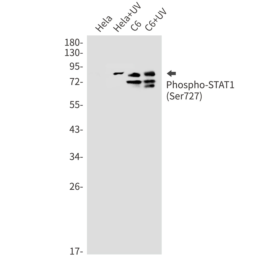 Phospho-STAT1 (Ser727) Rabbit Monoclonal Antibody