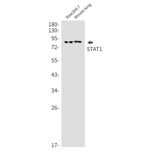 STAT1 Rabbit Monoclonal Antibody