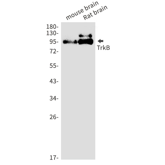 Trk B Rabbit Monoclonal Antibody