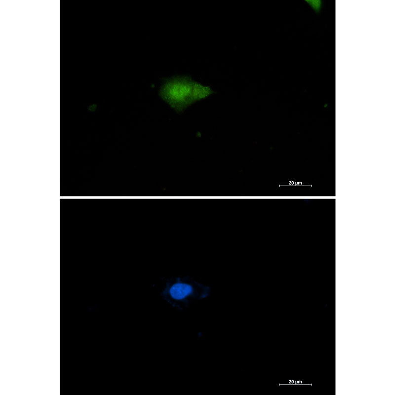 Nampt Rabbit Monoclonal Antibody