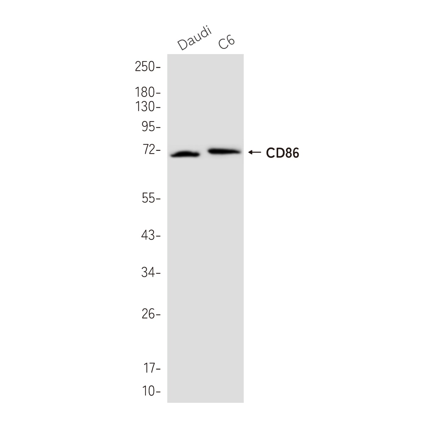 CD86 Rabbit Monoclonal Antibody