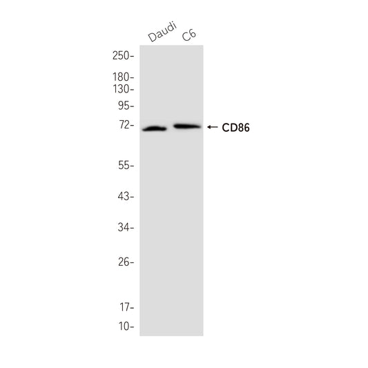 CD86 Rabbit Monoclonal Antibody