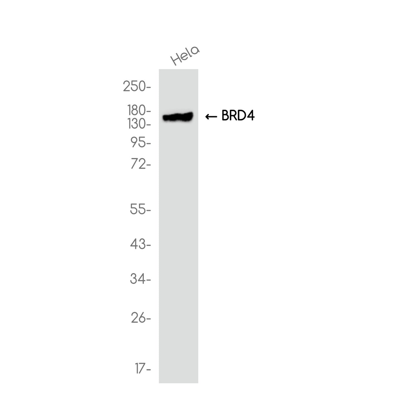 BRD4 Rabbit Monoclonal Antibody