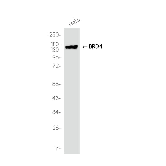 BRD4 Rabbit Monoclonal Antibody