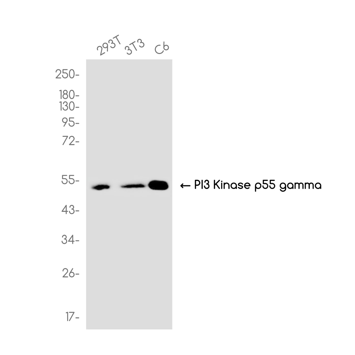 PI3 Kinase p55 gamma Rabbit Monoclonal Antibody