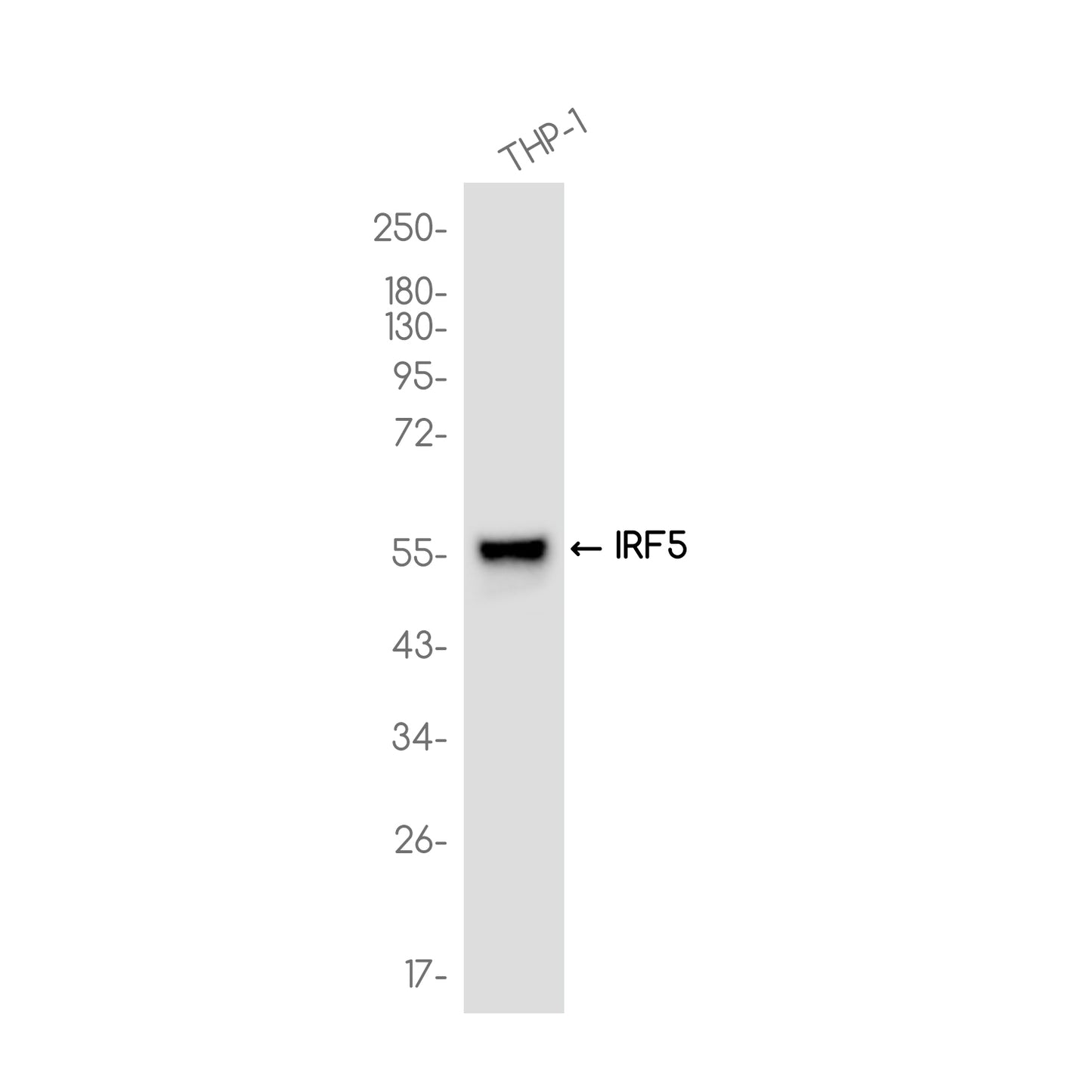 IRF5 Rabbit Monoclonal Antibody
