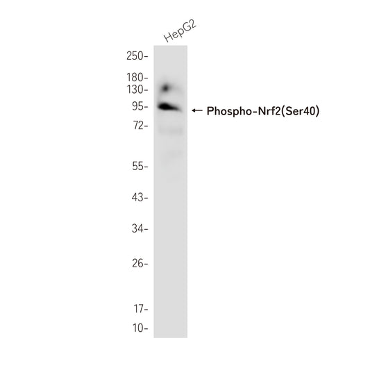 Phospho-Nrf2 (Ser40) Rabbit Monoclonal Antibody