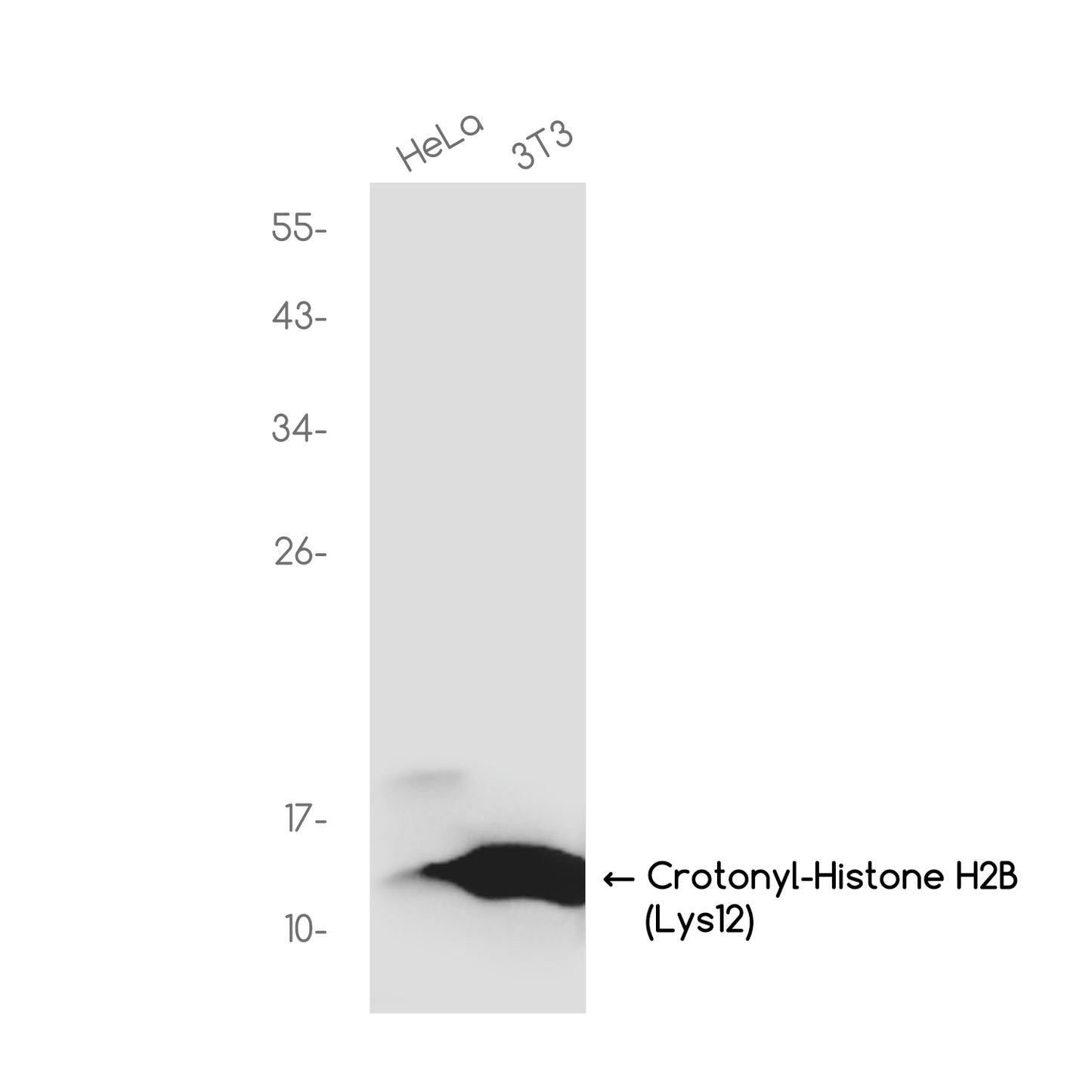 Crotonyl-Histone H2B (Lys12) Rabbit Monoclonal Antibody
