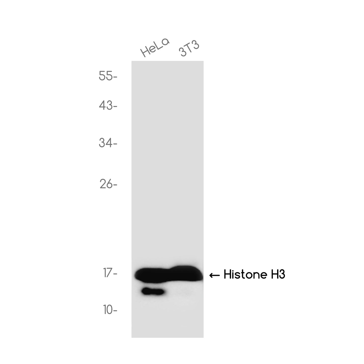 Histone H3 Rabbit Monoclonal Antibody