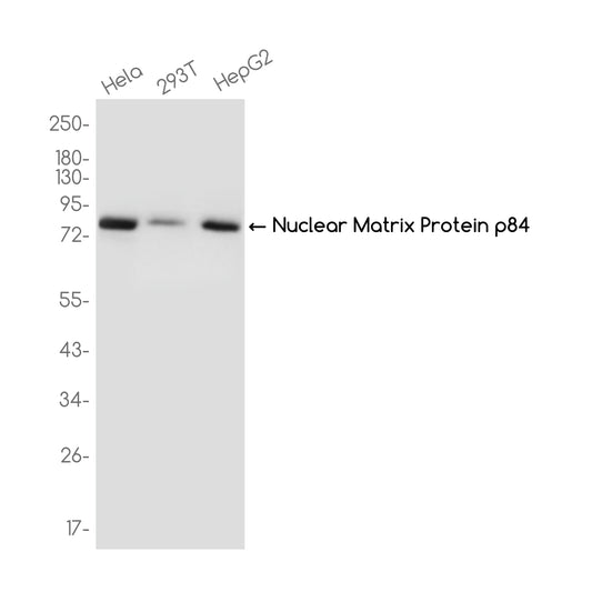 Nuclear Matrix Protein p84 Rabbit Monoclonal Antibody
