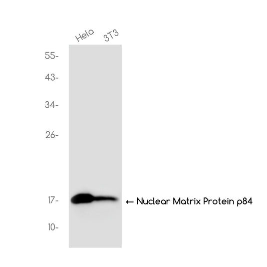 DiMethyl-Histone H3 (Lys36) Rabbit Monoclonal Antibody