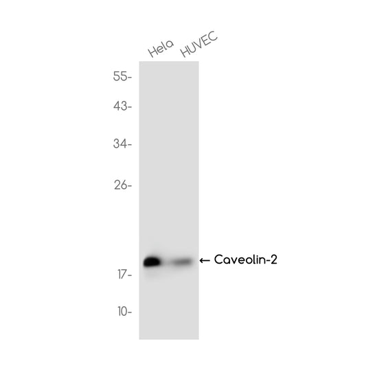 Caveolin 2 Rabbit Monoclonal Antibody