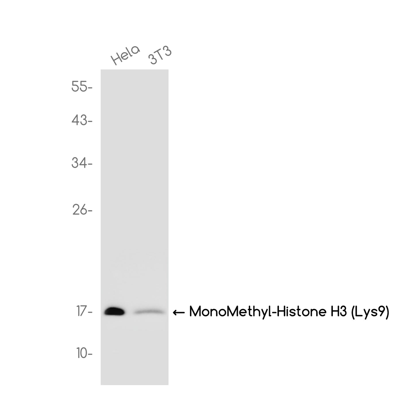MonoMethyl-Histone H3 (Lys9) Rabbit Monoclonal Antibody