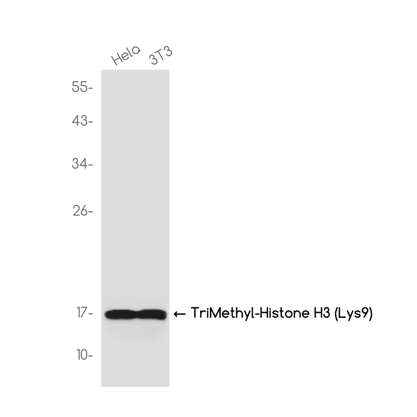 TriMethyl-Histone H3 (Lys9) Rabbit Monoclonal Antibody