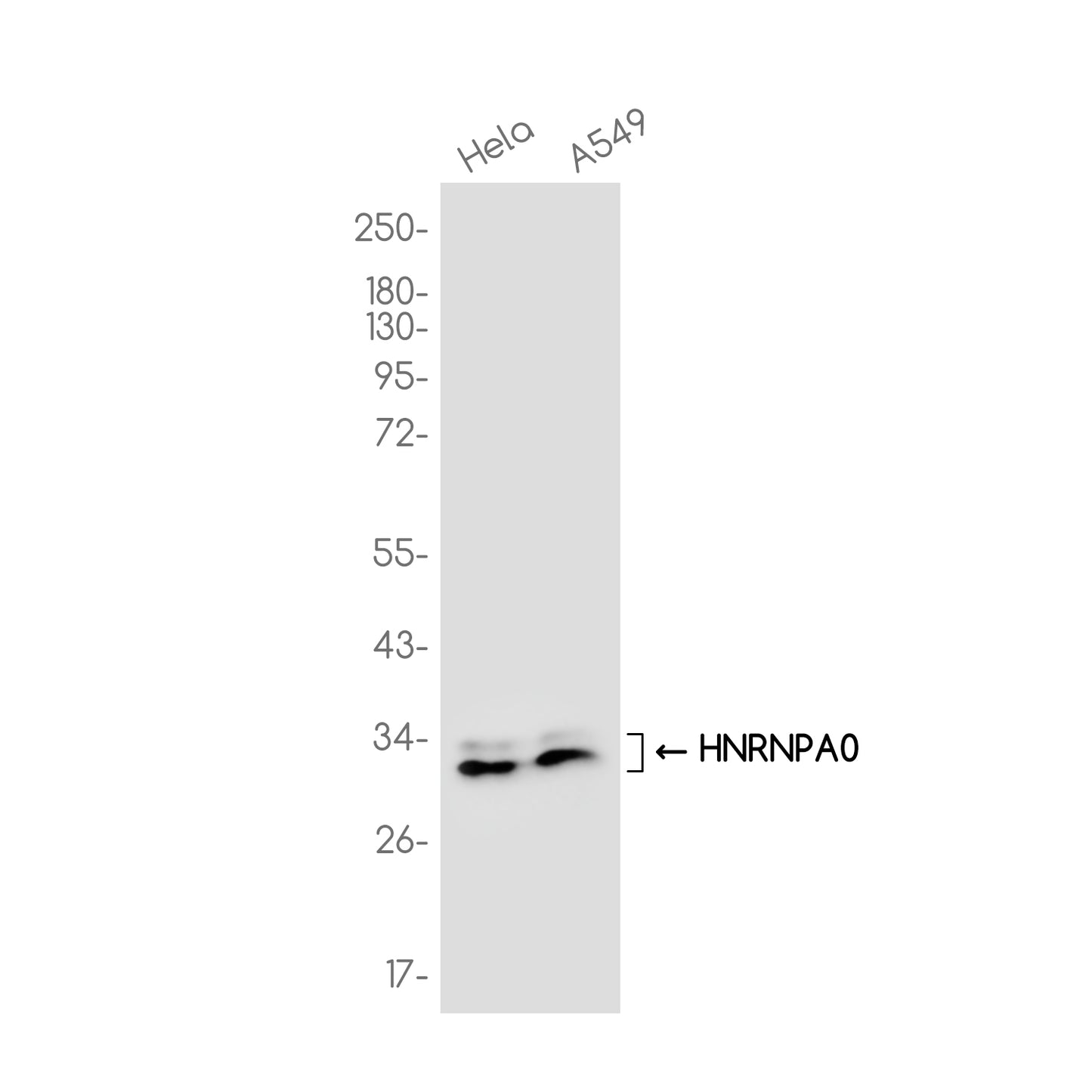 HNRNPA0 Rabbit Monoclonal Antibody