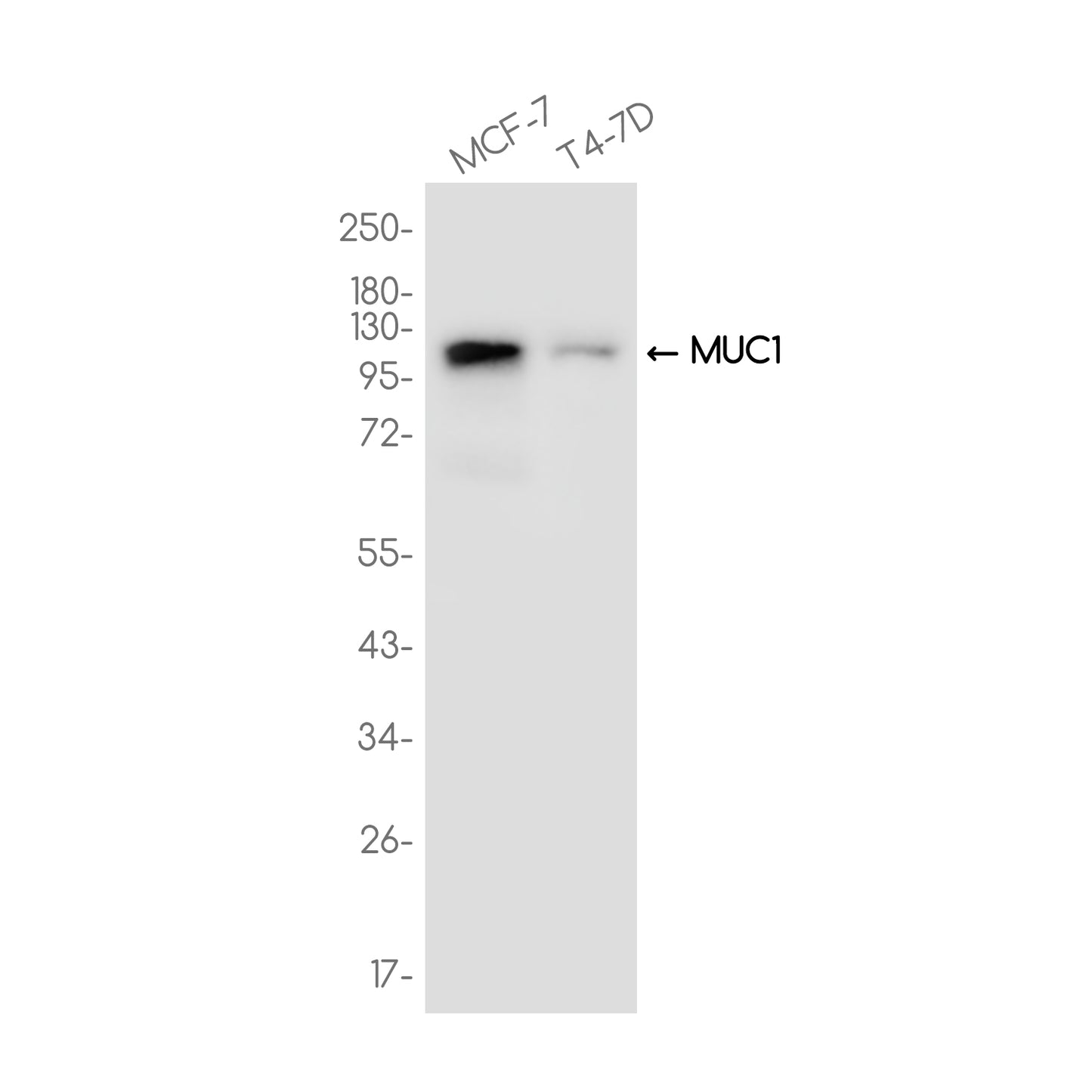 MUC1 Rabbit Monoclonal Antibody