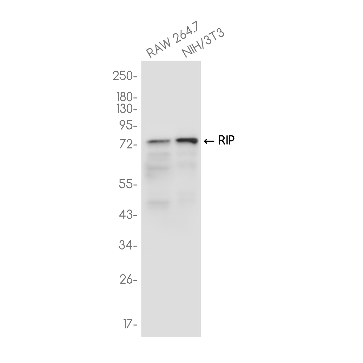 RIP Rabbit Monoclonal Antibody
