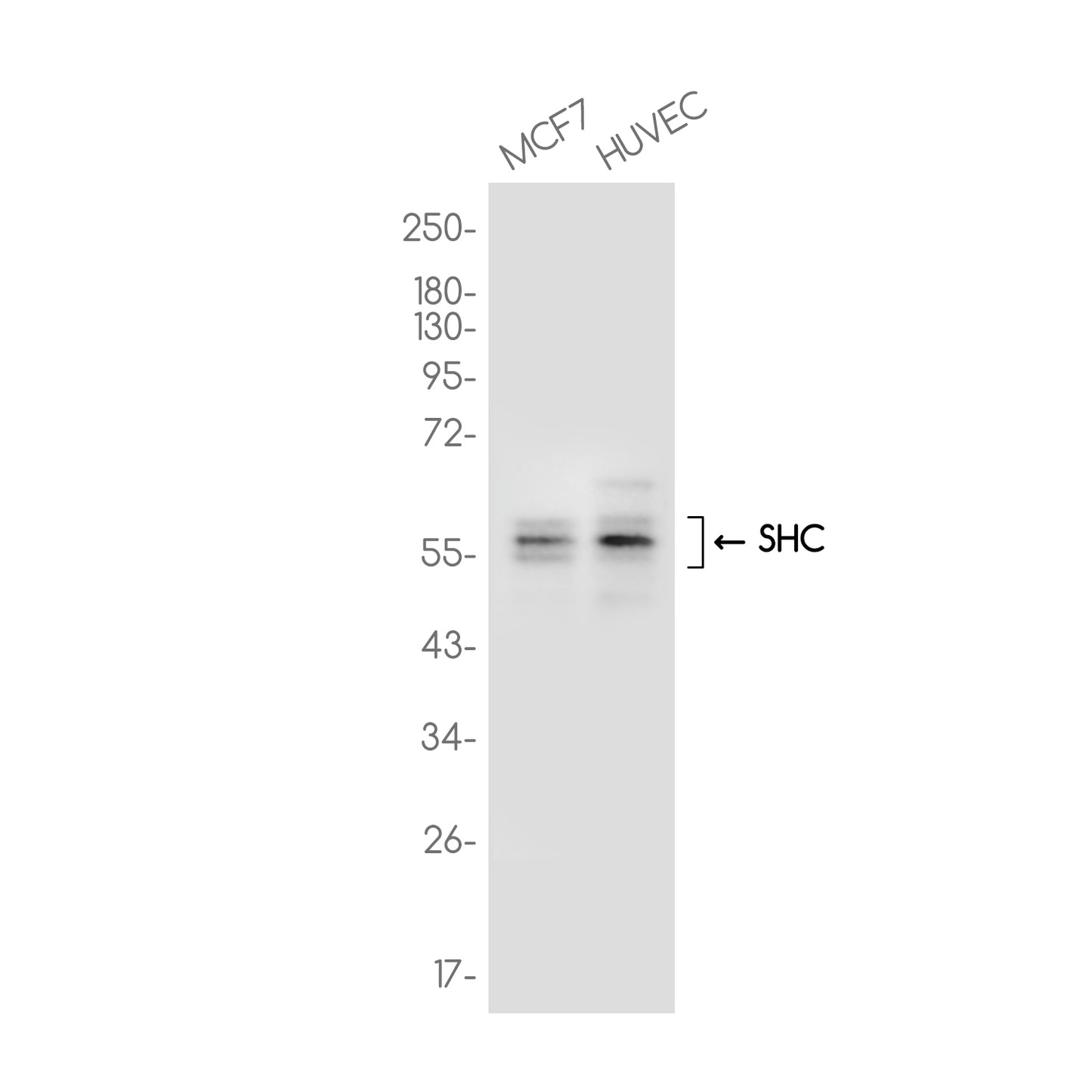 SHC Rabbit Monoclonal Antibody