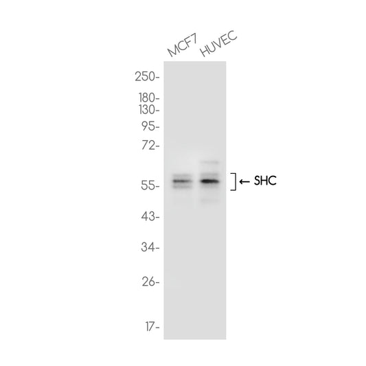 SHC Rabbit Monoclonal Antibody