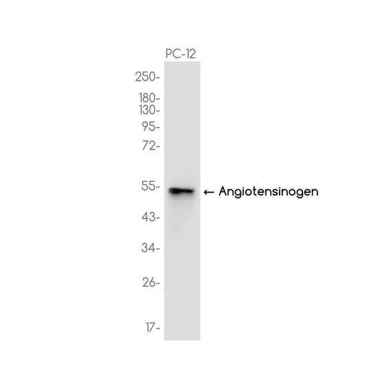 Angiotensinogen Rabbit Monoclonal Antibody