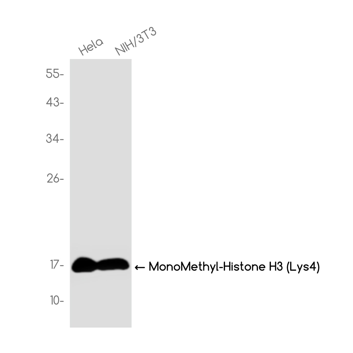 MonoMethyl-Histone H3 (Lys4) Rabbit Monoclonal Antibody