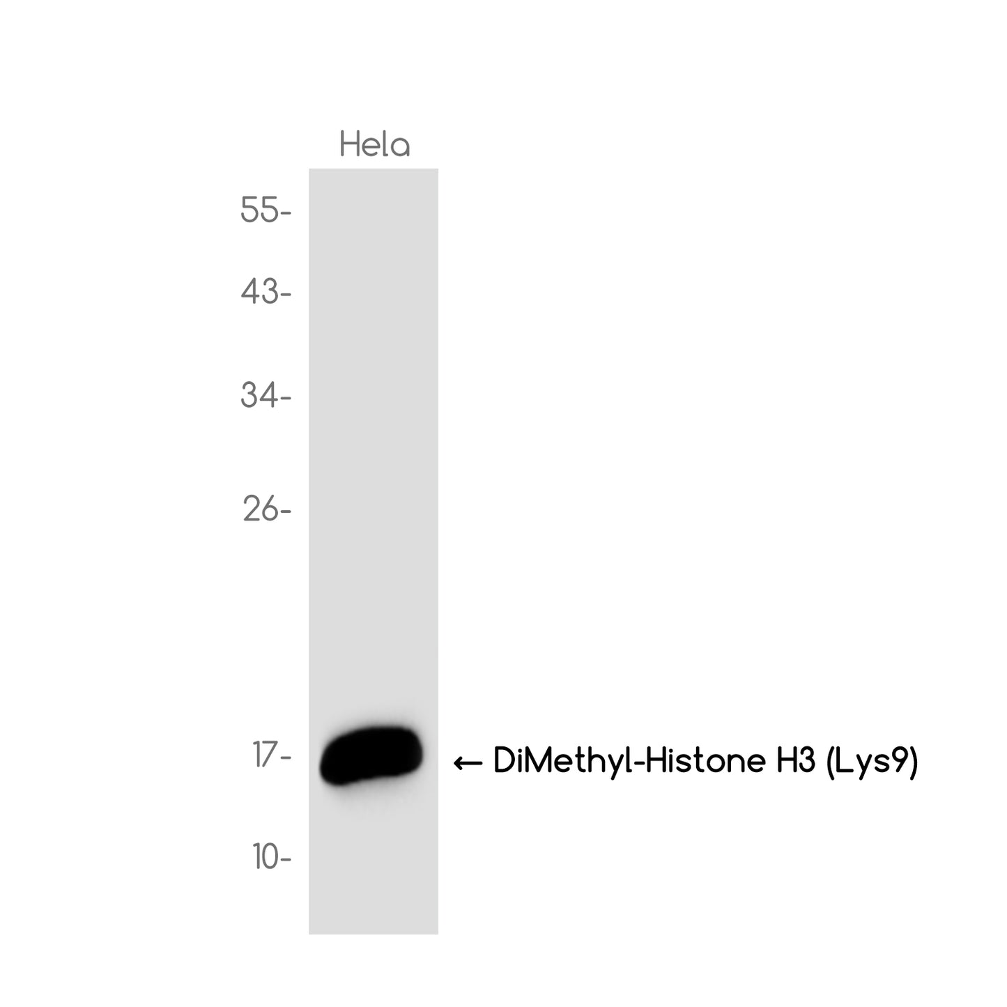 DiMethyl-Histone H3 (Lys9) Rabbit Monoclonal Antibody