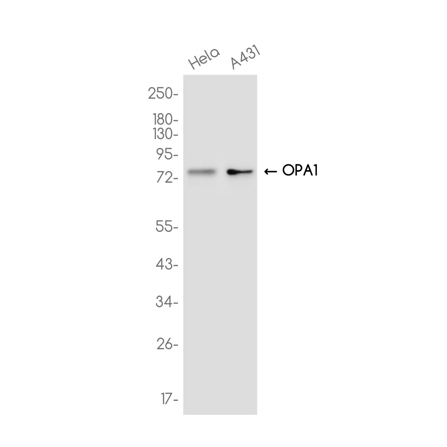OPA1 Rabbit Monoclonal Antibody