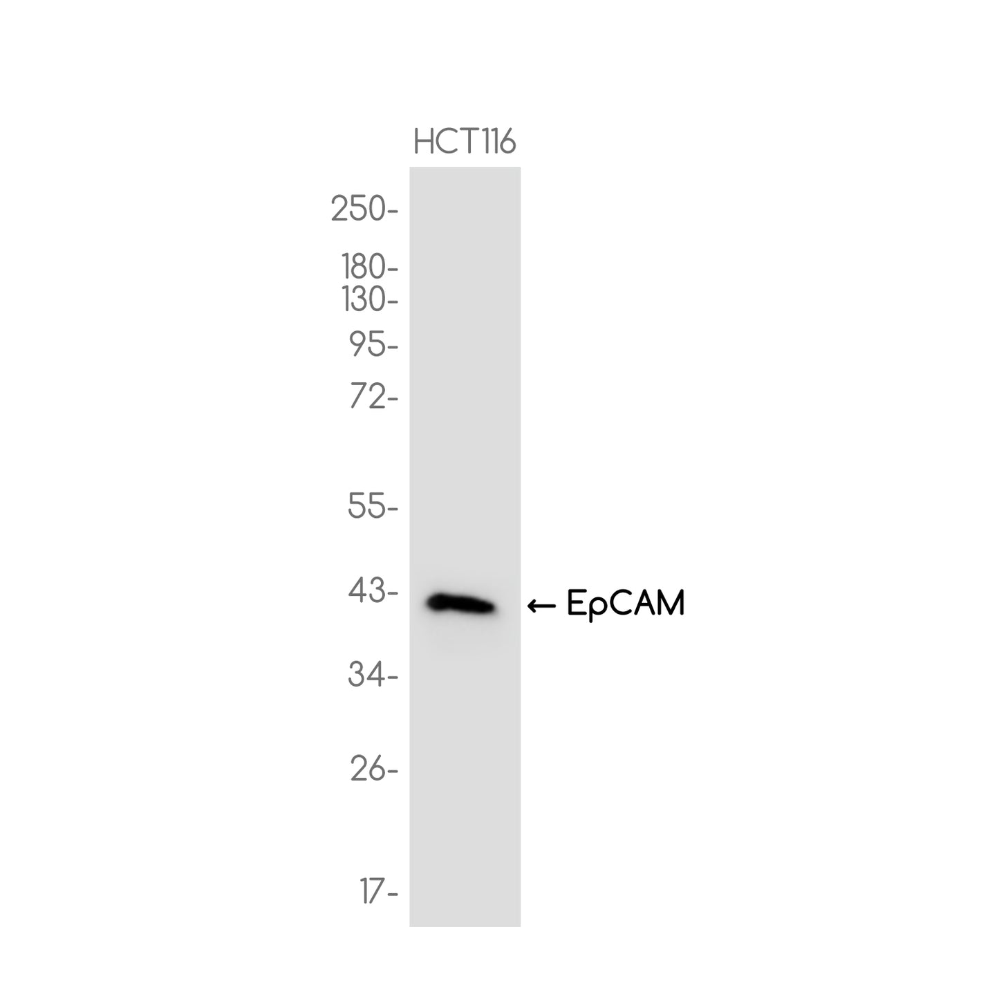 EpCAM Rabbit Monoclonal Antibody