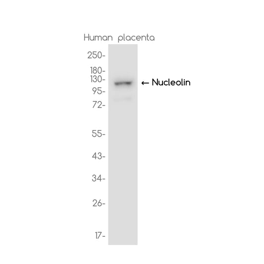 Nucleolin Rabbit Monoclonal Antibody