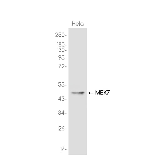 MEK7 Rabbit Monoclonal Antibody