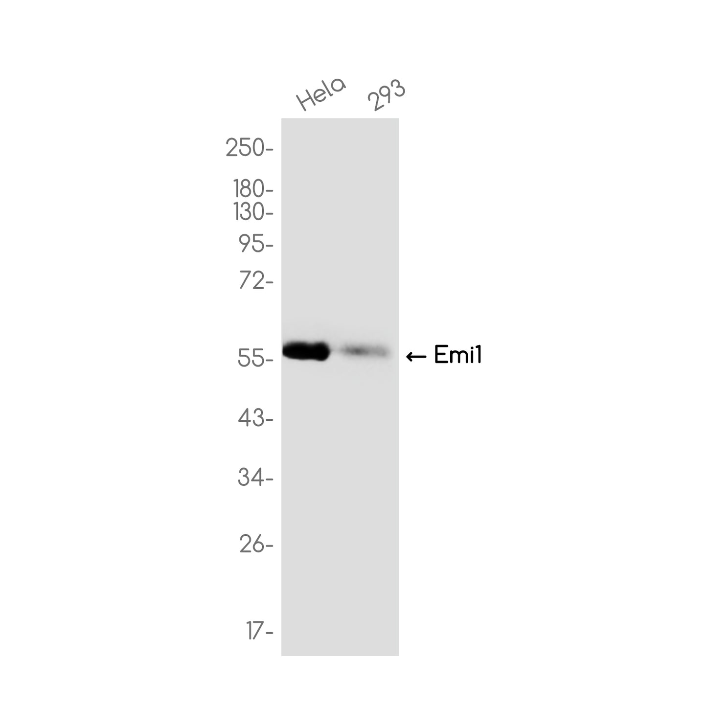 Emi1 Rabbit Monoclonal Antibody