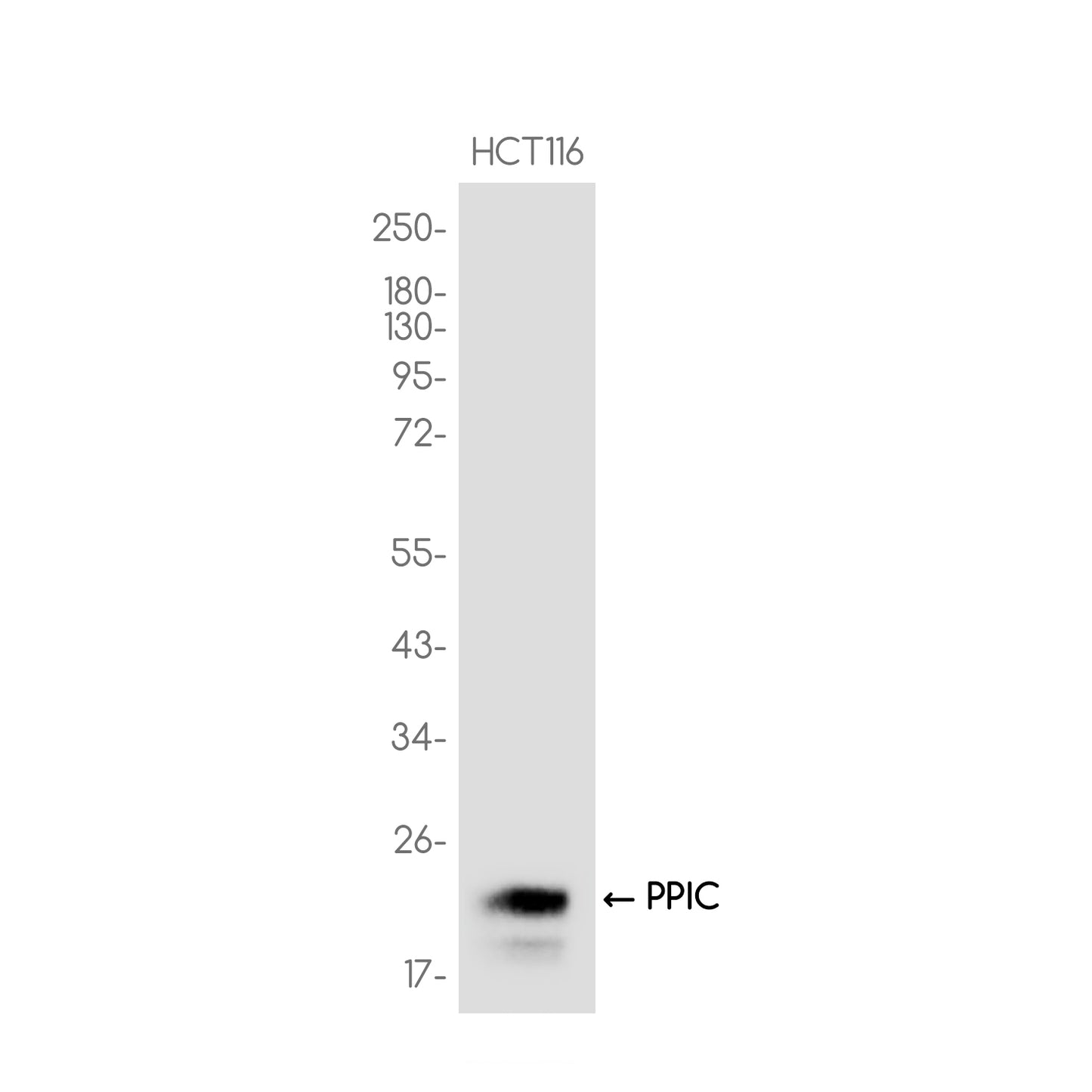 PPIC Rabbit Monoclonal Antibody